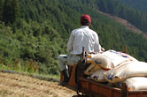 収穫した米を運搬機で道路まで運び出す